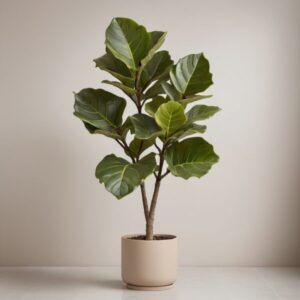 ficus lyrata tabaksplant vioolplant